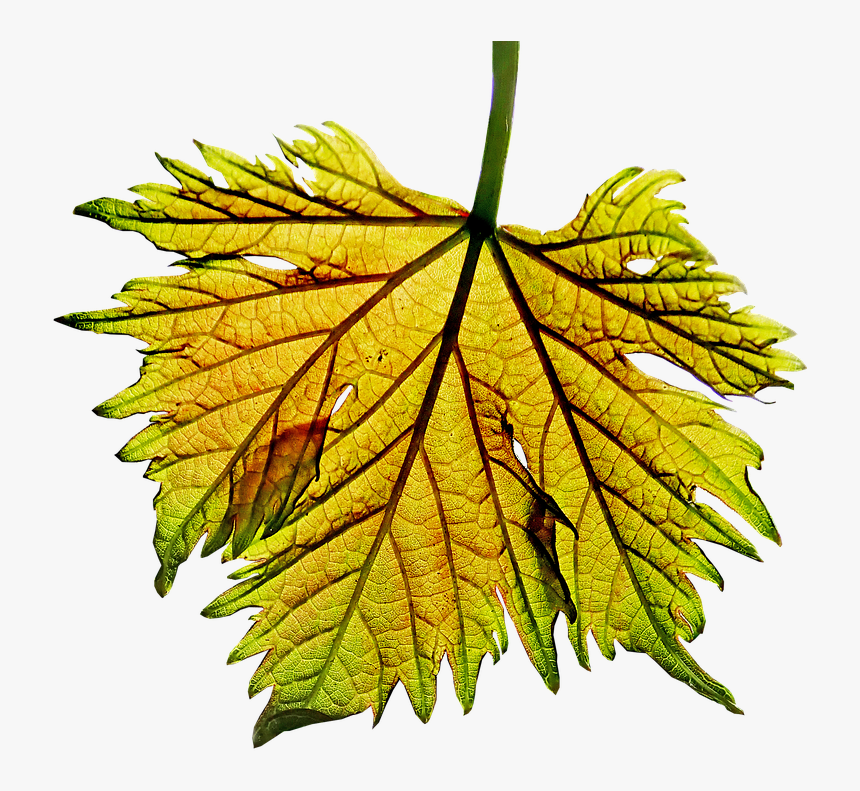 Leaf, Grape Vine, Sunlight, Garden, Nature, Cut Out - Frunza De Vita De Vie, HD Png Download