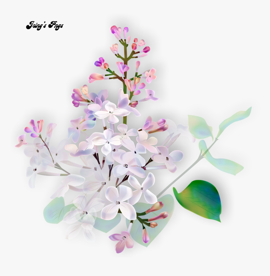 Flores Rosas Png - Clove, Transparent Png