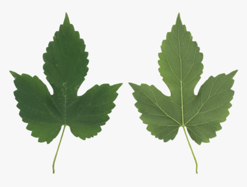 Leaf Maple Leaf- - Maple Leaf, HD Png Download