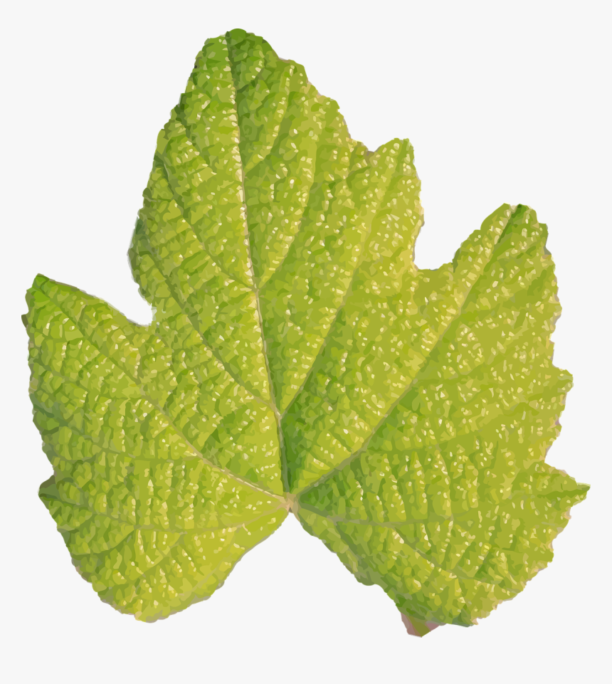 Herb,plant,grape Leaves - Hojas Sin Tallo, HD Png Download