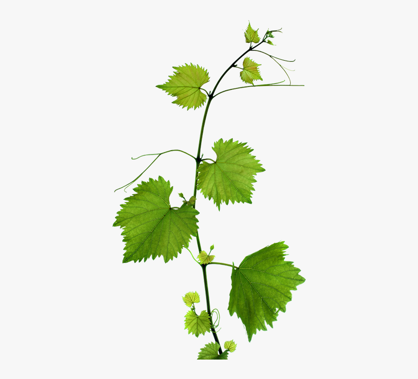 Grape Leaves Background, HD Png Download