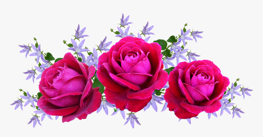 Roses, Red, David Austin, Floral, Arrangement - Arranjo De Rosa Png, Transparent Png