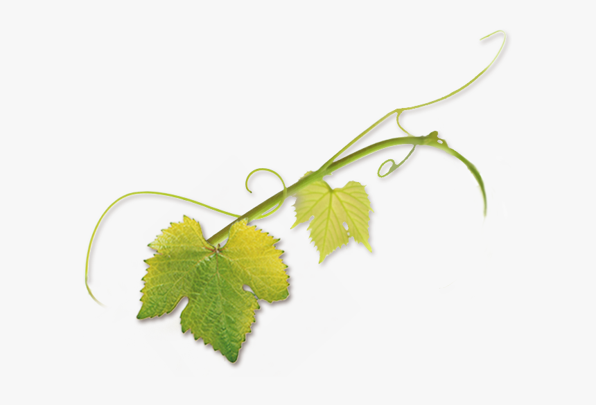 Grape Vine Tendril, HD Png Download