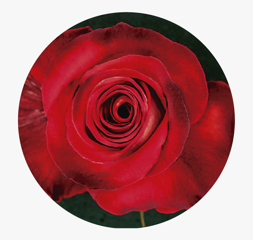 Floribunda, HD Png Download