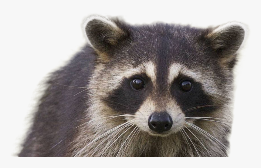 Raccoon Png Image - Enot Dog, Transparent Png