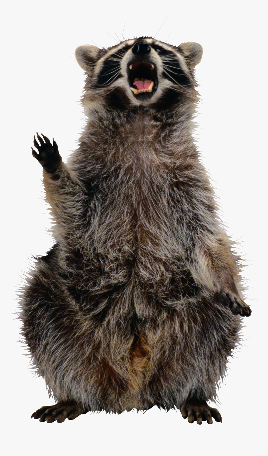 Raccoon Png, Transparent Png