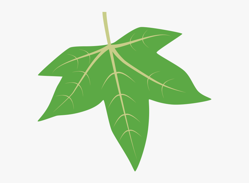Transparent Grape Leaves Png - Sweetgum Tree Leaf Id, Png Download