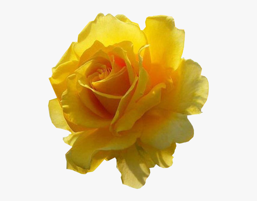 Garden Roses, HD Png Download