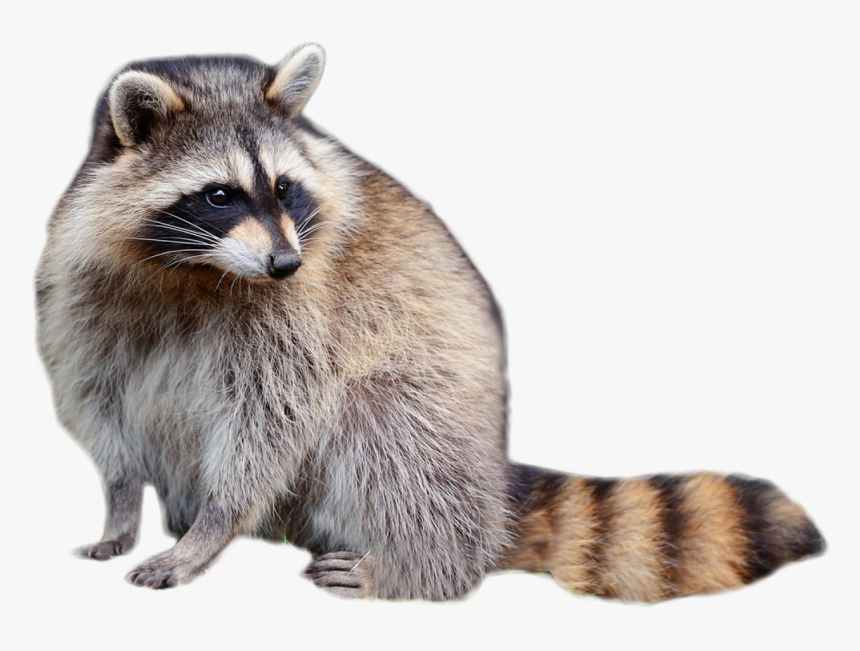 Raccoon Sitting - Transparent Background Raccoon Transparent, HD Png Download