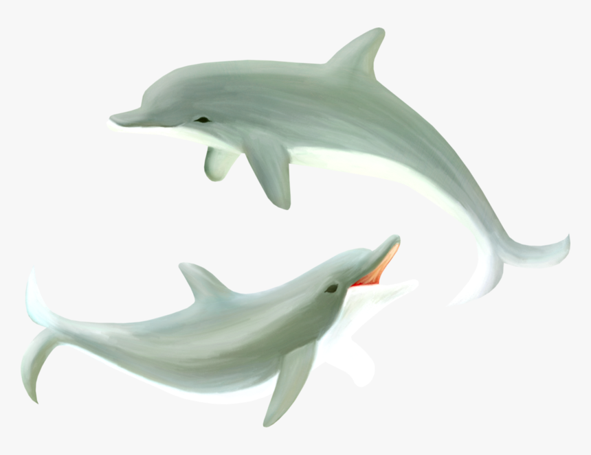 Common Bottlenose Dolphin, HD Png Download