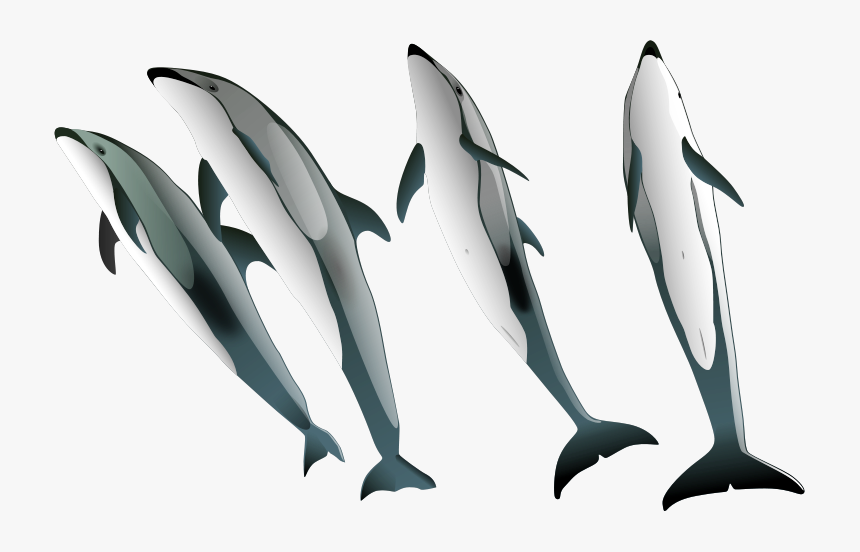 Transparent Dolphin Silhouette Png - Pacific White Sided Dolphin Png, Png Download