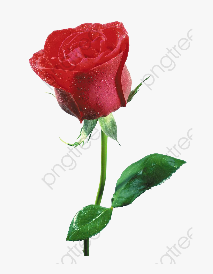 Free Flowers Clipart Commercial Use - Imagens Png De Rosas Free, Transparent Png
