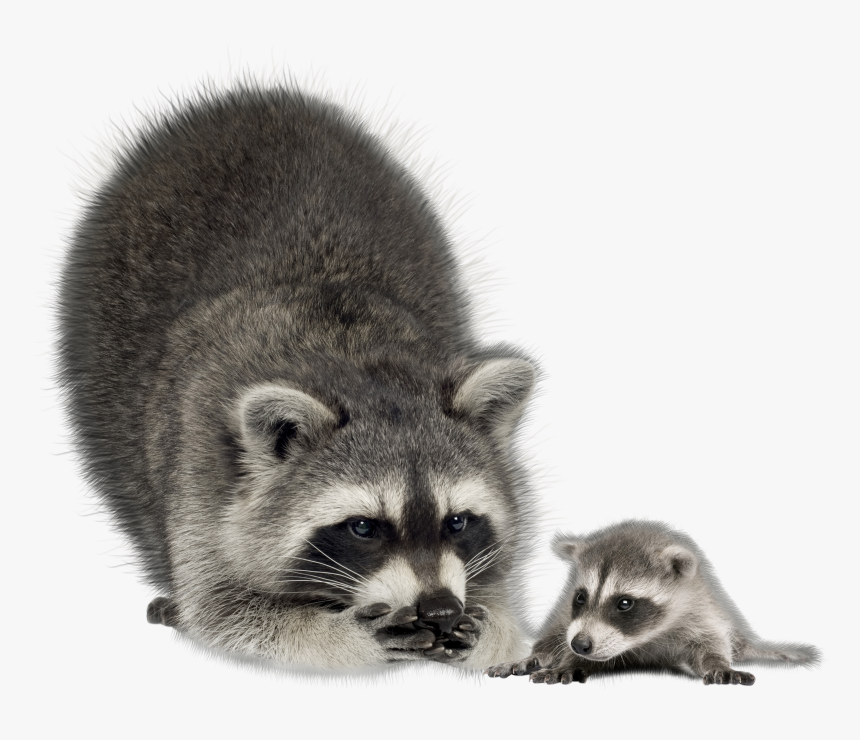 Raccoon Png - Raccoons Transparent Background, Png Download