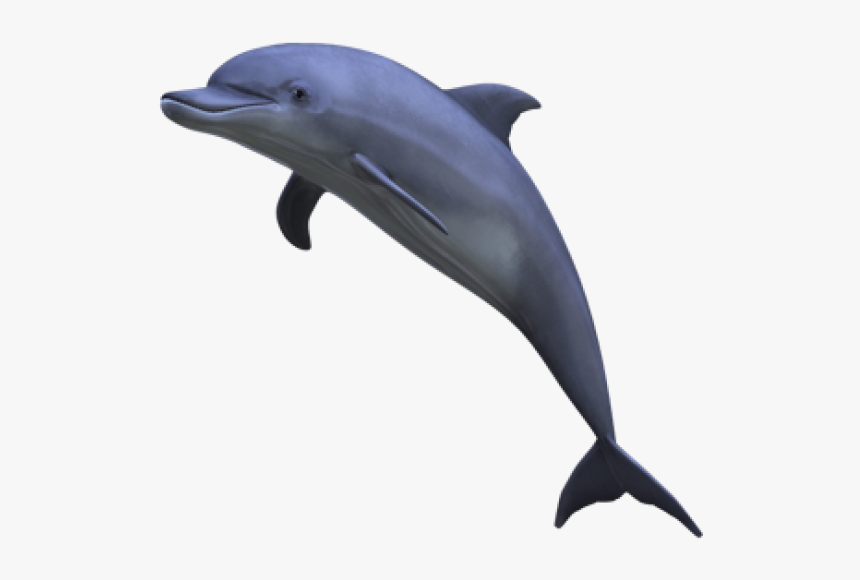 Dolphin Jumping Png - Aesthetic Dolphin Png, Transparent Png