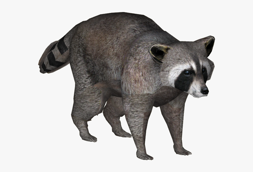 Zoo Tycoon 2 Raccoon, HD Png Download