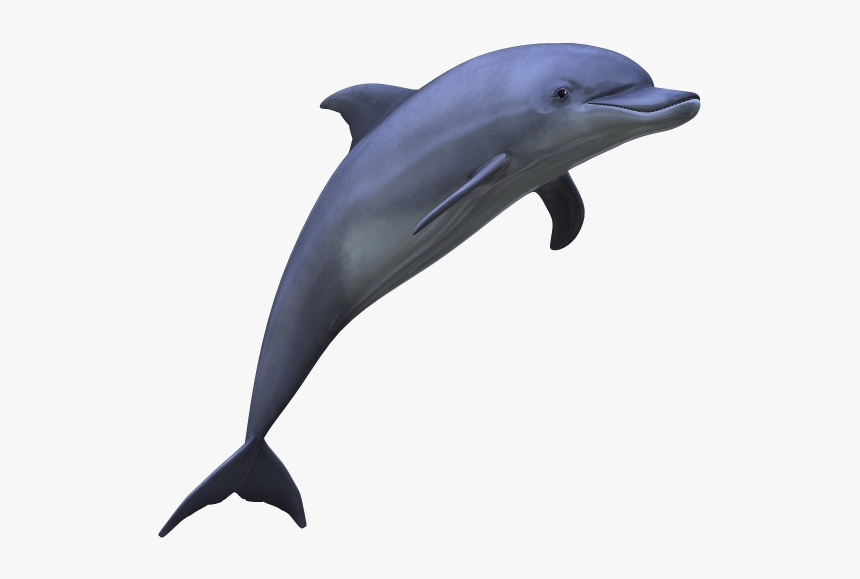 Dolphin Medium Size Png - Dolphin Png, Transparent Png