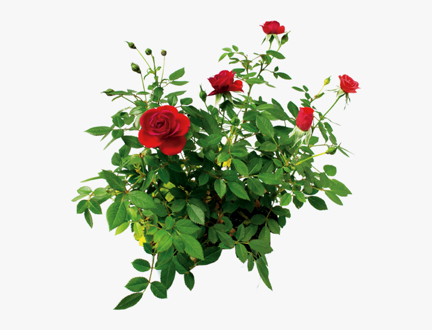 Цветок Розы, Куст Розы Красной, Rose Flower, Rose Bush - Rose Bush Transparent Background, HD Png Download