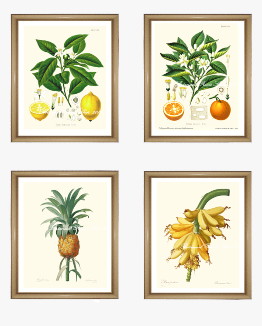 4 Tropical Fruit Prints Set - Framed Botanical Vintage Prints, HD Png Download
