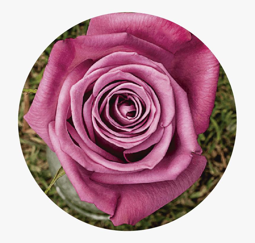 Floribunda, HD Png Download
