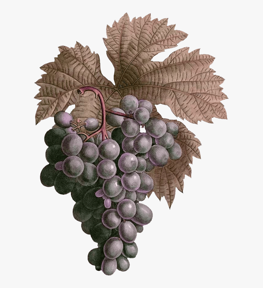 Seedless Fruit, HD Png Download