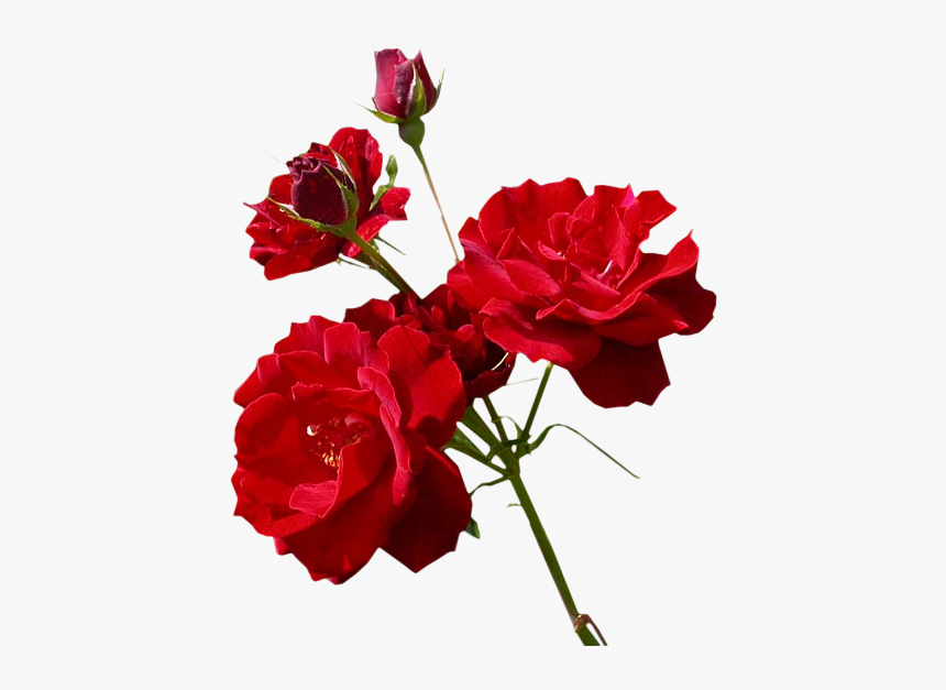 Flores Rosas - Rose, HD Png Download