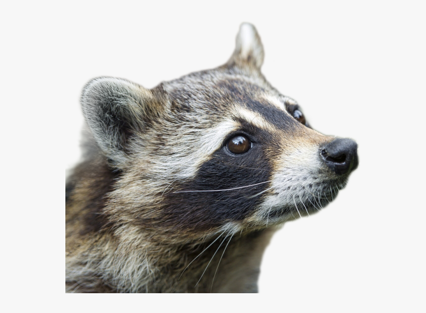 Raccoon Png Image - Raccoon Profile, Transparent Png