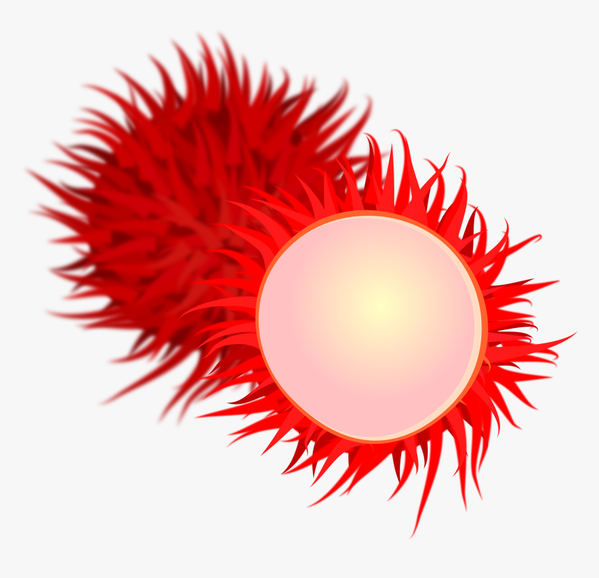 Computer Wallpaper,close Up,fruit - Clipart Rambutan Png, Transparent Png