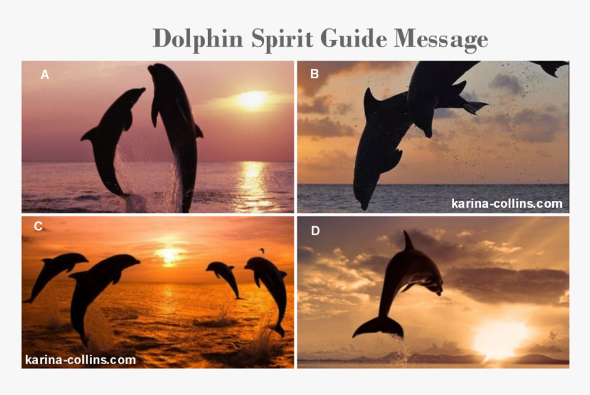Common Bottlenose Dolphin, HD Png Download
