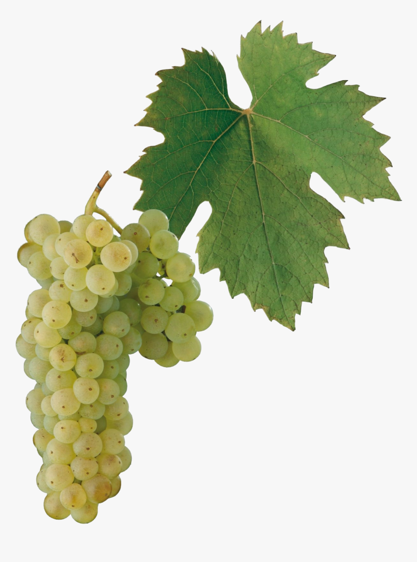 Gruner Veltliner Png Grape, Transparent Png