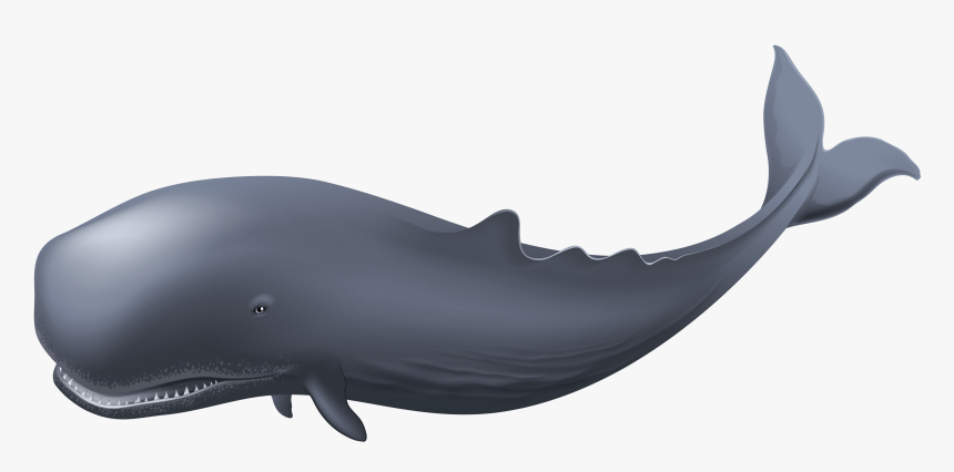 Whale Png, Transparent Png