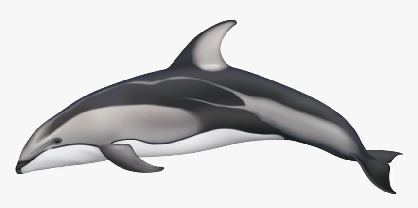 Clip Art Dolphin Black And White - Pacific White Sided Dolphin Coloration, HD Png Download