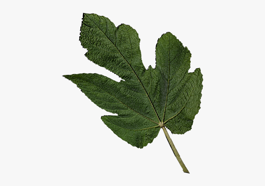 Fig Leaf Png, Transparent Png
