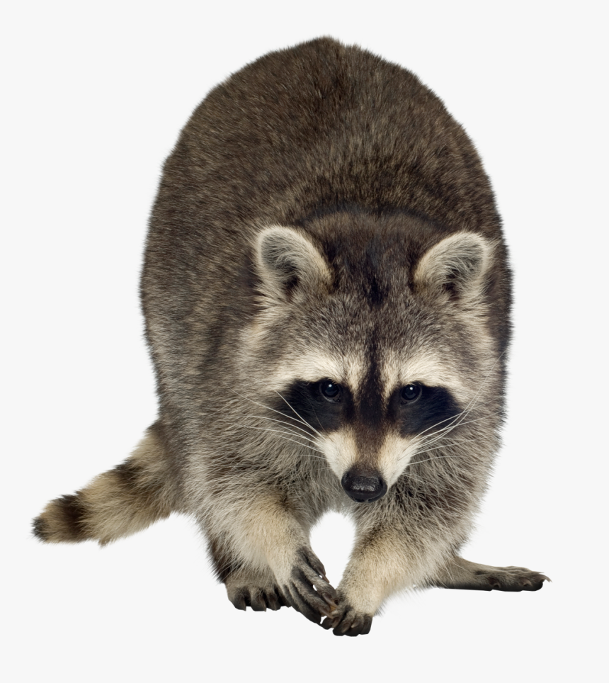 Raccoon Png Transparent Images, Png Download