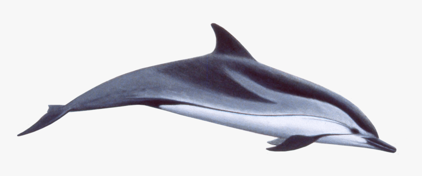 Transparent Dolphins Clipart - Stenella Coeruleoalba, HD Png Download