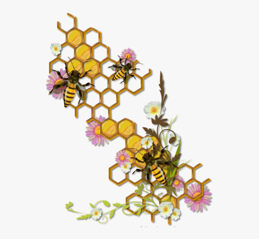 Honey Bee Honeycomb Drawing, HD Png Download