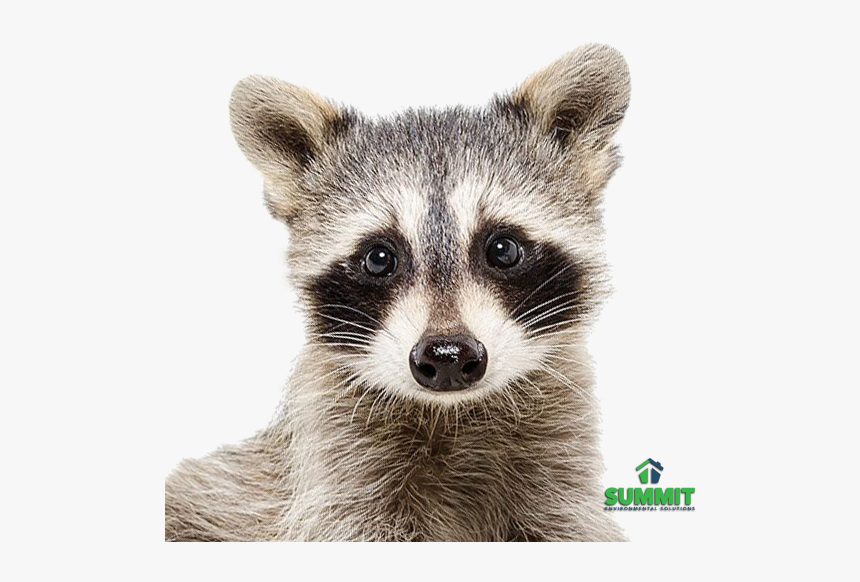 Baby Raccoon Painting, HD Png Download