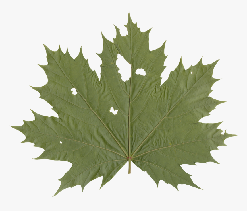 Nature Leaves - Illustration, HD Png Download