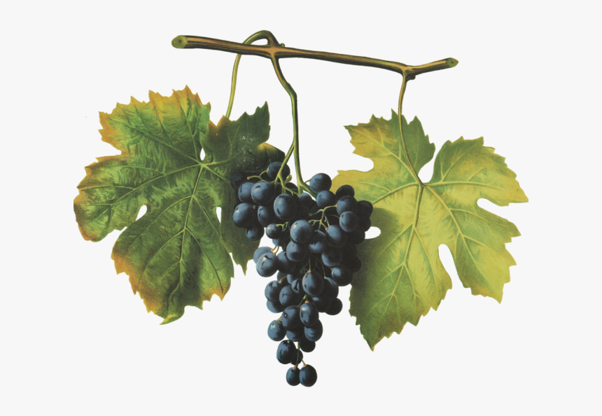 Barbera - Seedless Fruit, HD Png Download