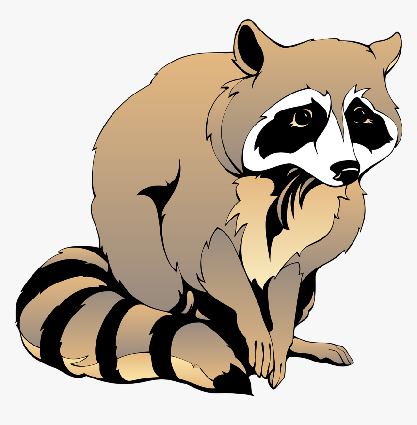 Raccoons Clipart, HD Png Download