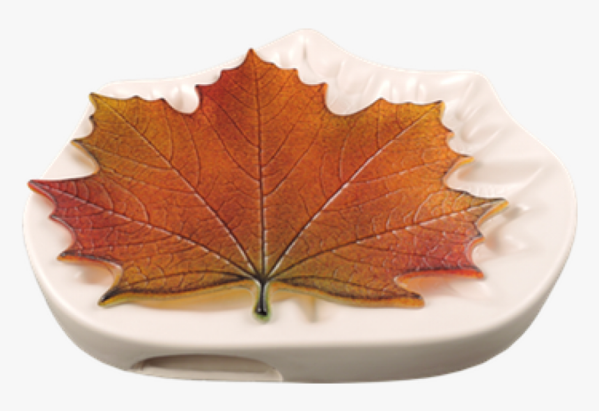 Maple Leaf Mold, HD Png Download