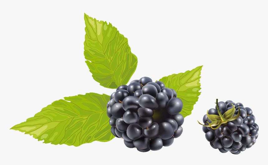 Blackberry With Leaves Png Image - Black Raspberry Png, Transparent Png
