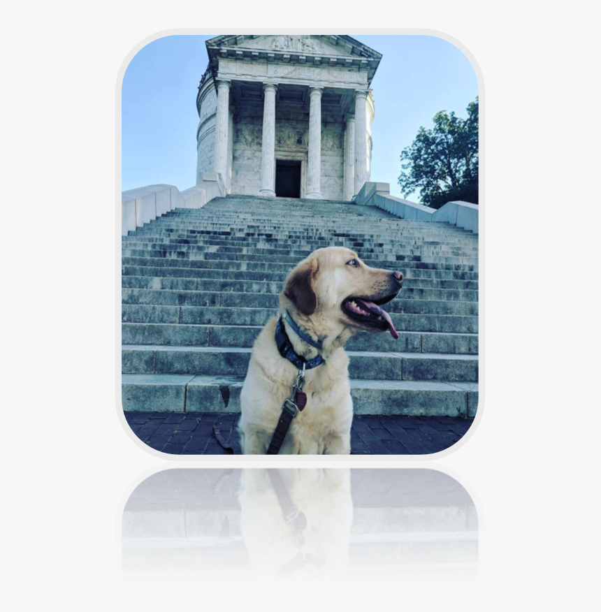 Labrador Retriever, HD Png Download