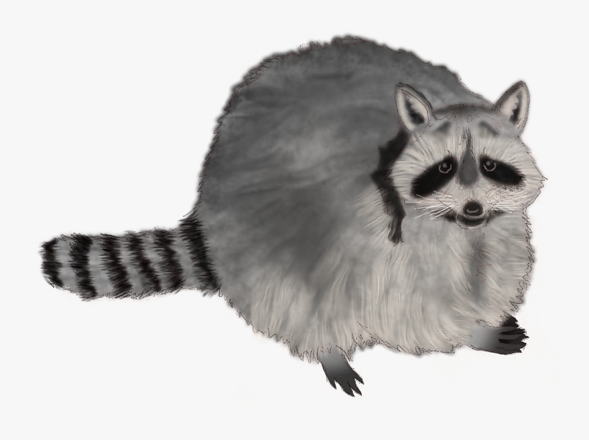 Procyon, HD Png Download