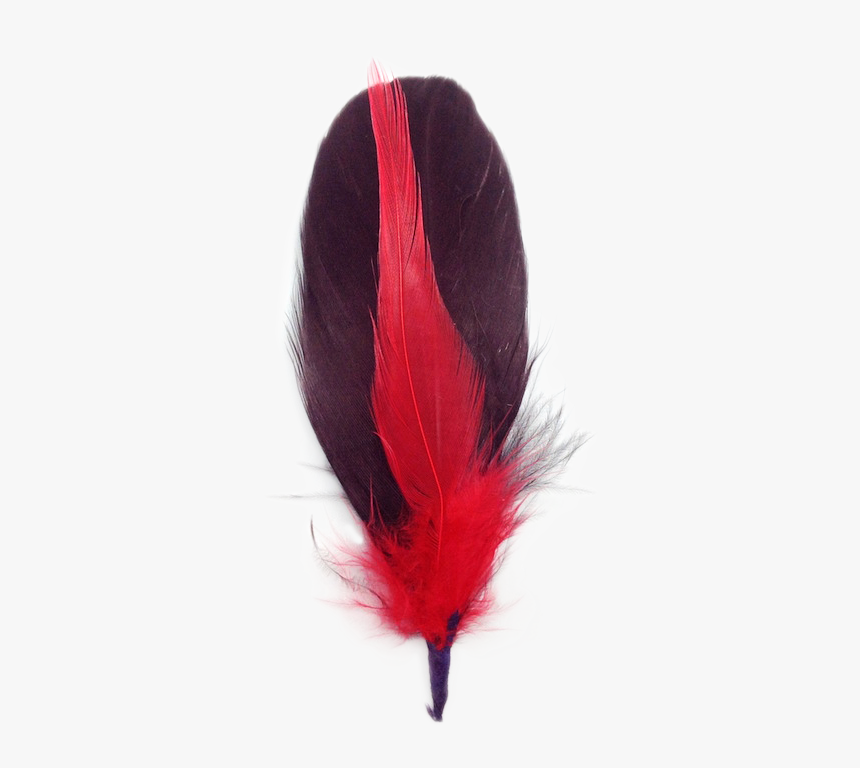 Feather, HD Png Download