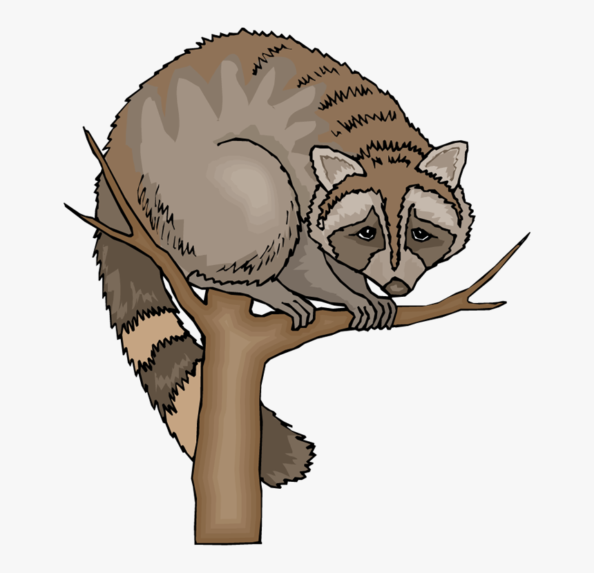 Free Raccoon Clipart - Free Images Clipart Raccoon, HD Png Download