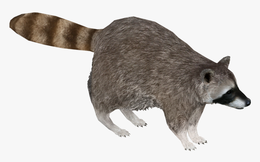Cozumel Raccoon Png, Transparent Png