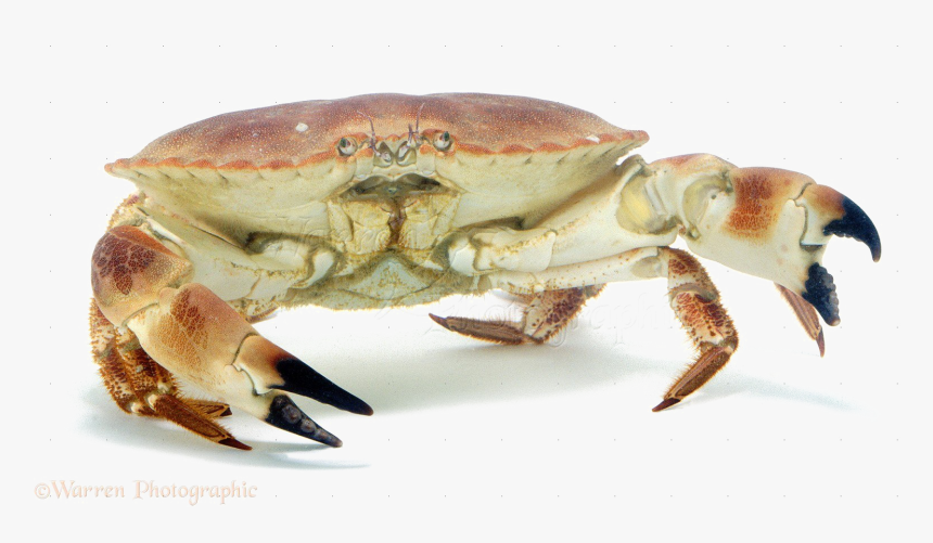 Crab Png Image - Transparent Background Crab Png, Png Download
