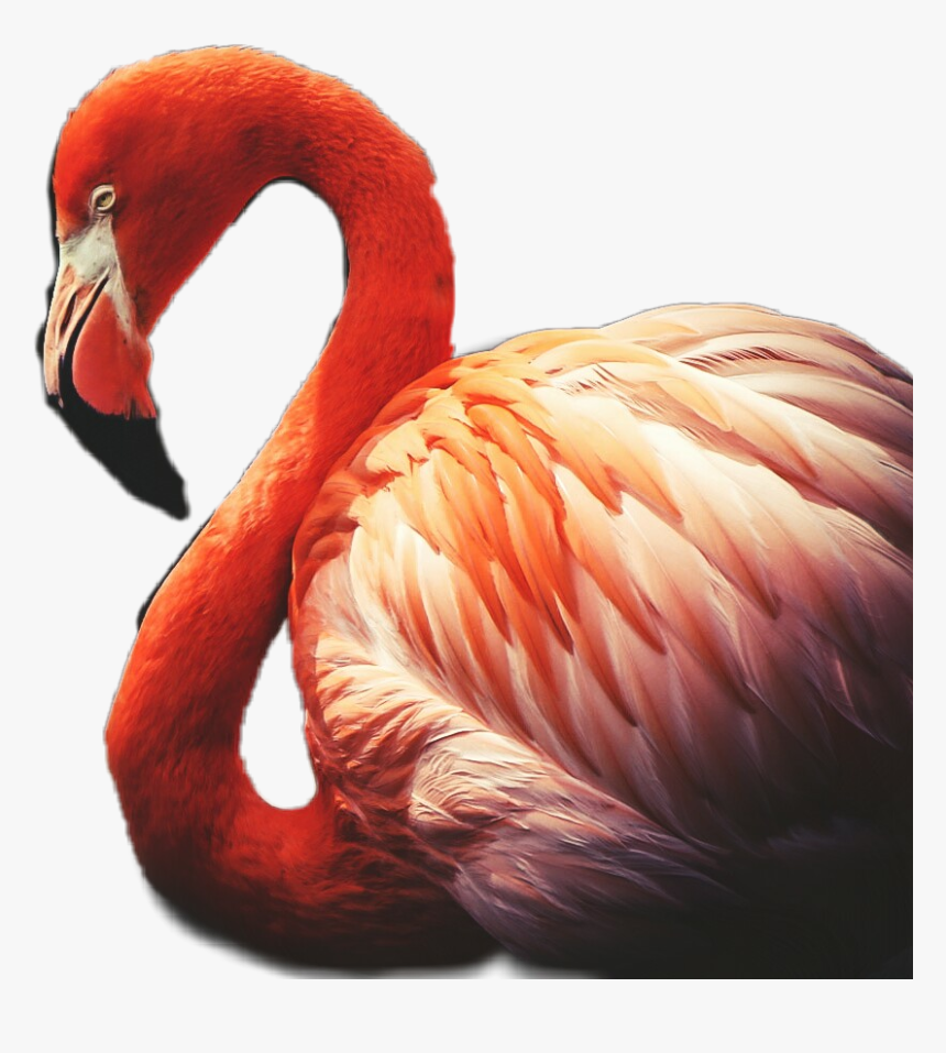 #flamingo #red #feather ##plumage - Greater Flamingo, HD Png Download