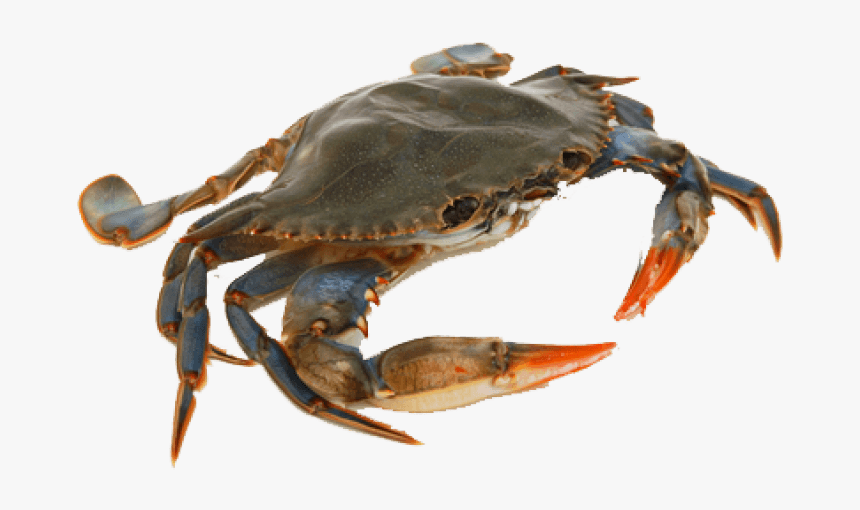 Free Png Crab Png Images Transparent - Crab Png, Png Download