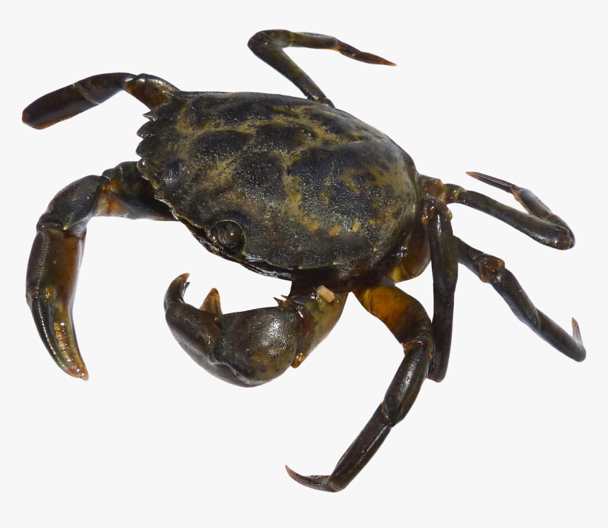 Download Crab Png Free Download - Crab Png, Transparent Png